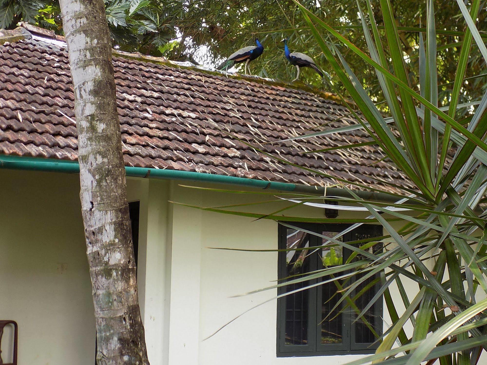 เอลฟินสโตน เรสิเดนซี Bed & Breakfast Kochi ภายนอก รูปภาพ
